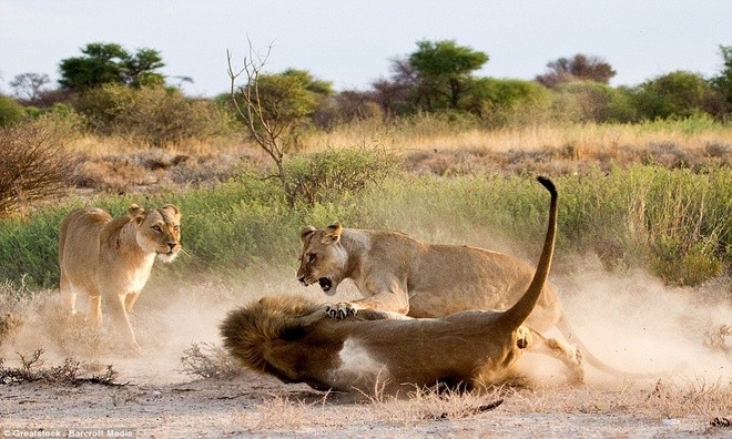Sư tử cái ghen tuông, trút cơn thịnh nộ lên bạn tình ảnh 4