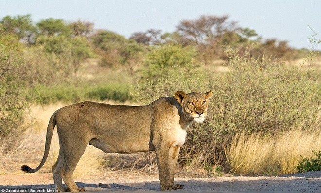 Sư tử cái ghen tuông, trút cơn thịnh nộ lên bạn tình ảnh 7