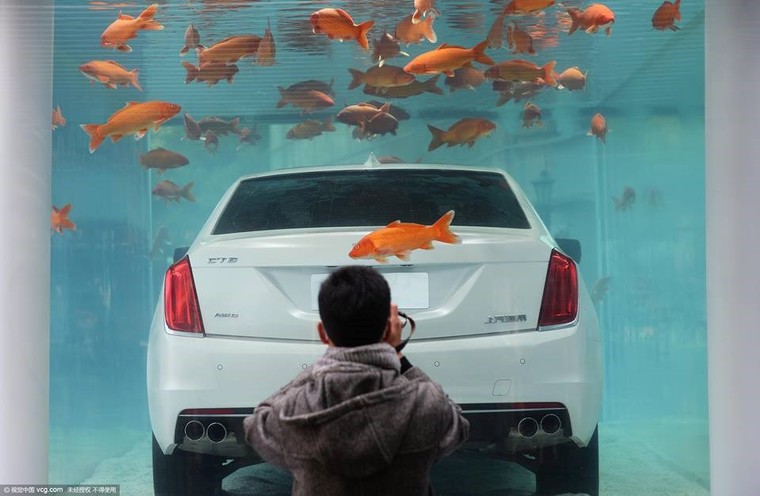 Cadillac CT6 ‘chịu chơi’ ngâm mình trong bể cá ảnh 3