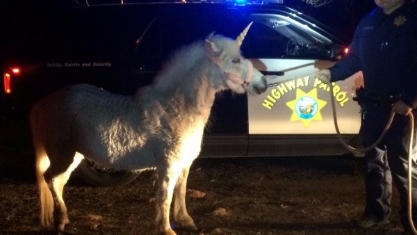 Cảnh sát Mỹ huy động trực thăng để bắt ngựa một sừng ảnh 1