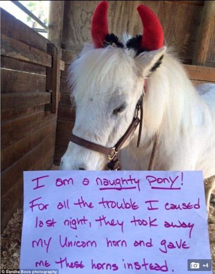 Cảnh sát Mỹ huy động trực thăng để bắt ngựa một sừng ảnh 3