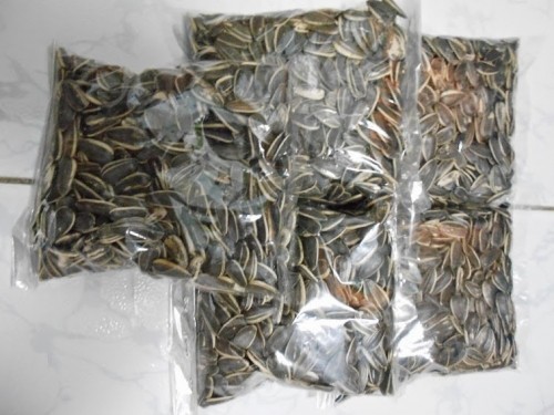 Rùng mình quy trình biến hướng dương trôi nổi thành hàng xịn ảnh 2