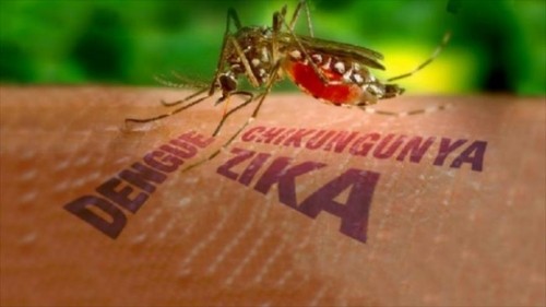 Virus nguy hiểm Zika có thể vào Việt Nam trong dịp Tết ảnh 2