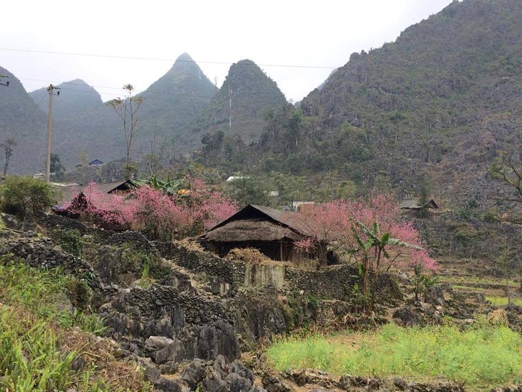 Vẻ đẹp khó cưỡng của những cây đào cổ khổng lồ ảnh 1