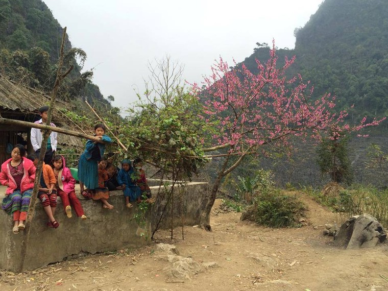 Vẻ đẹp khó cưỡng của những cây đào cổ khổng lồ ảnh 2