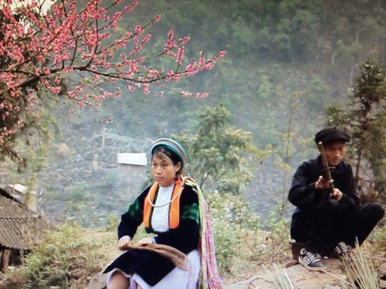 Vẻ đẹp khó cưỡng của những cây đào cổ khổng lồ ảnh 3