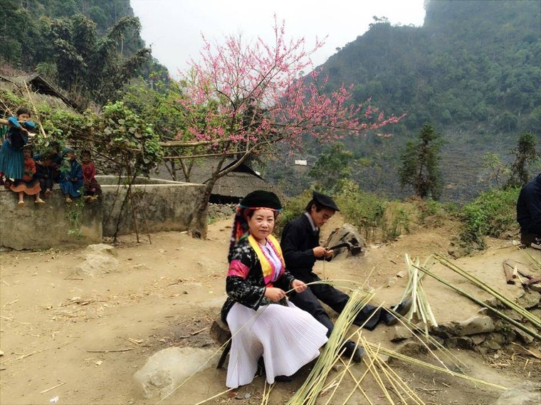 Vẻ đẹp khó cưỡng của những cây đào cổ khổng lồ ảnh 5