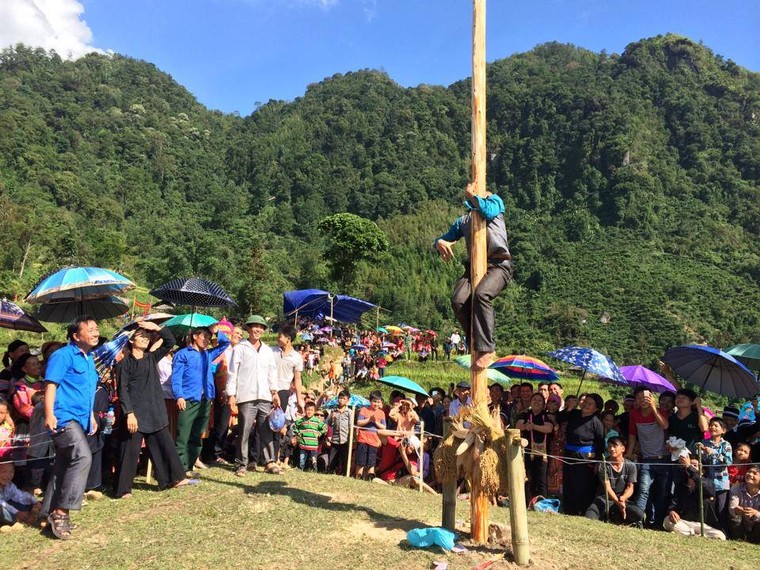 Vẻ đẹp khó cưỡng của những cây đào cổ khổng lồ ảnh 7