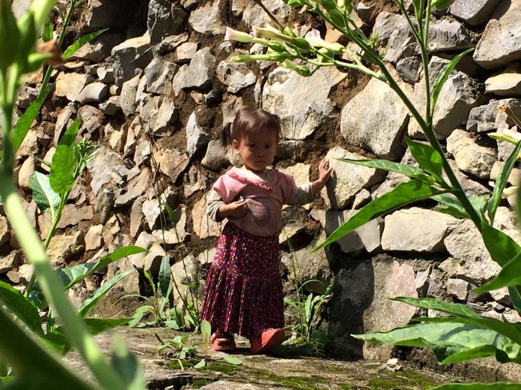 Vẻ đẹp khó cưỡng của những cây đào cổ khổng lồ ảnh 9