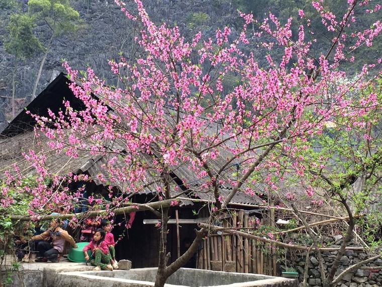 Vẻ đẹp khó cưỡng của những cây đào cổ khổng lồ ảnh 11