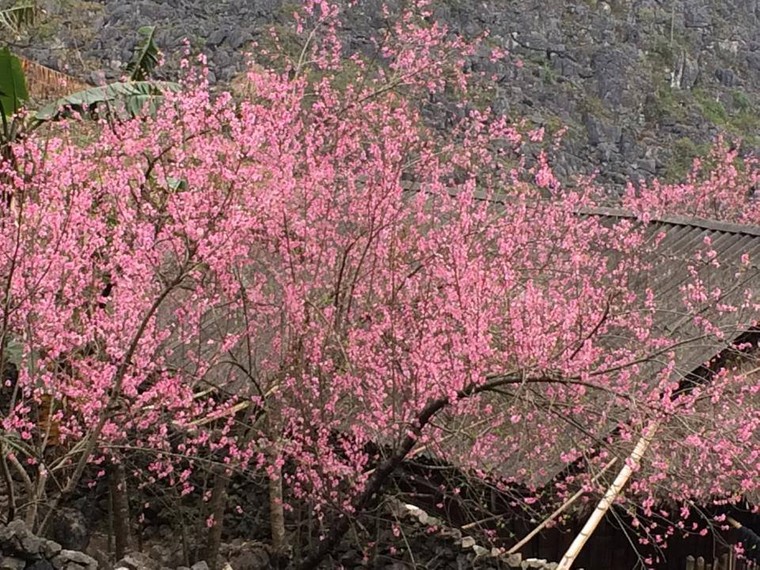 Vẻ đẹp khó cưỡng của những cây đào cổ khổng lồ ảnh 12