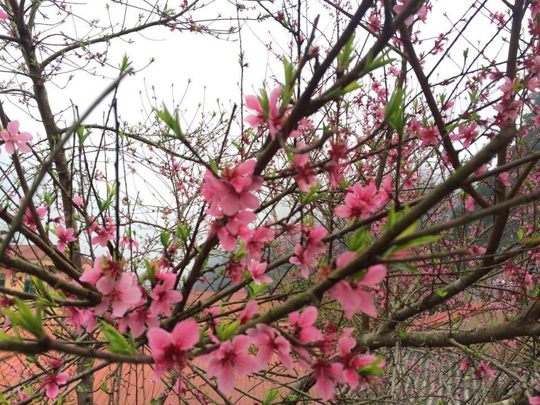 Vẻ đẹp khó cưỡng của những cây đào cổ khổng lồ ảnh 14