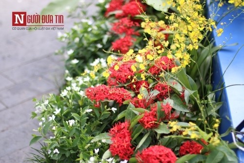Đường hoa Nguyễn Huệ ngập tràn sắc xuân ngày khai hội ảnh 13