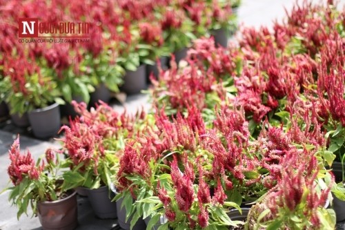 Đường hoa Nguyễn Huệ ngập tràn sắc xuân ngày khai hội ảnh 22