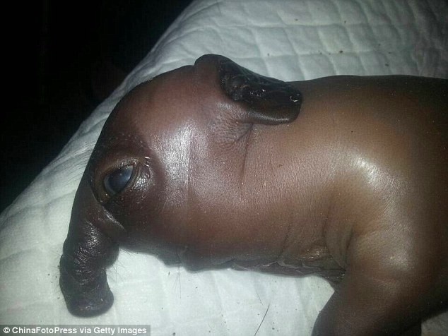 Xuất hiện lợn đầu voi khiến nhiều người dân hoang mang ảnh 7