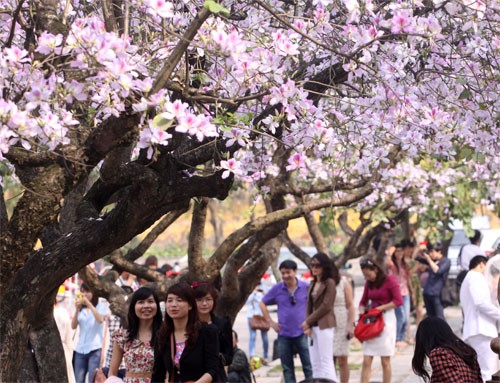 Ghé thăm những cung đường rực rỡ hoa ban giữa lòng Hà Nội ảnh 1