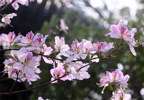 Ghé thăm những cung đường rực rỡ hoa ban giữa lòng Hà Nội ảnh 6