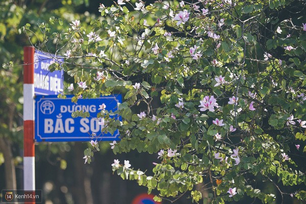 Ghé thăm những cung đường rực rỡ hoa ban giữa lòng Hà Nội ảnh 2