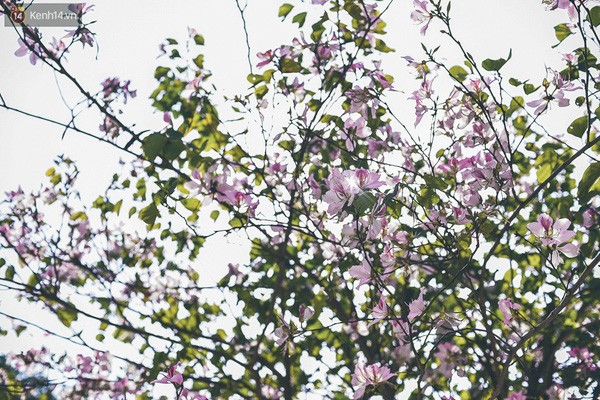 Ghé thăm những cung đường rực rỡ hoa ban giữa lòng Hà Nội ảnh 4