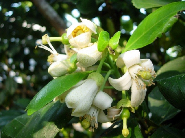 Tác dụng ít ngờ tới của hoa bưởi: Trị nhiều bệnh hiệu quả ảnh 1