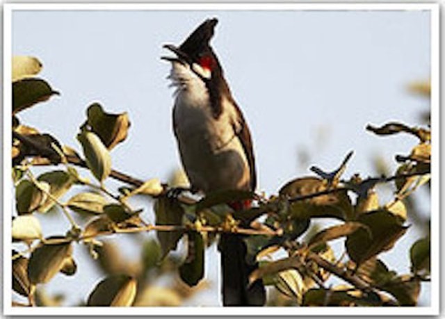 Vụ Giám đốc sở mất trộm chim: Nuôi chim hoang dã có phạm luật? ảnh 2