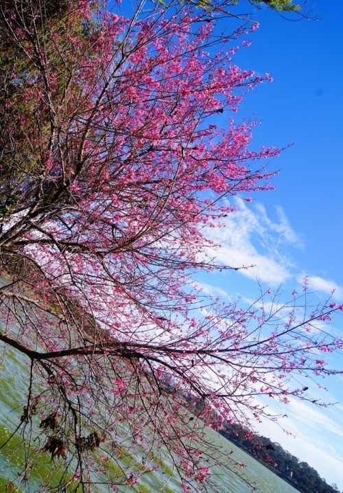 Đẹp mê đắm mùa mai anh đào ở Đà Lạt ảnh 2