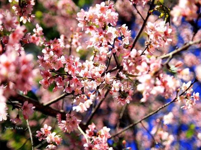 Đẹp mê đắm mùa mai anh đào ở Đà Lạt ảnh 5