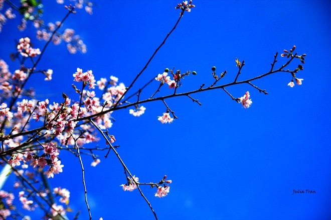 Đẹp mê đắm mùa mai anh đào ở Đà Lạt ảnh 6