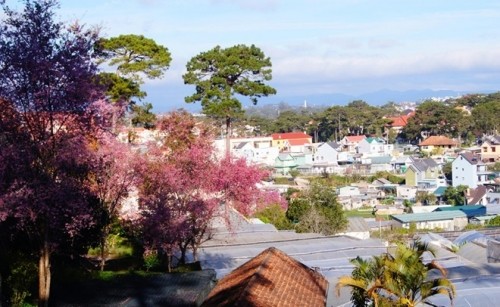 Đẹp mê đắm mùa mai anh đào ở Đà Lạt ảnh 8