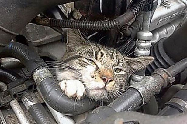 Mèo sống sót sau nhiều giờ bị hun nóng trong động cơ ô tô ảnh 1