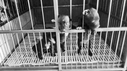 Những chú chó 'quý tộc' và màn trả ơn hãi hùng ảnh 1