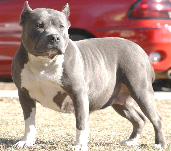 5 giống chó cực hung dữ, nguy hiểm đối với người nuôi ảnh 1