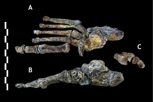 Khám phá bí ẩn về chủng người lùn qua hộp sọ 3 triệu năm ảnh 3