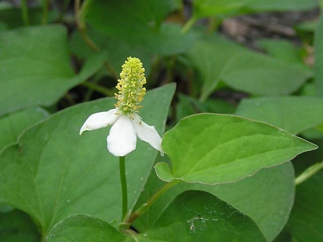 Bài thuốc chữa sỏi thận an toàn, hiệu quả không cần đến thuốc Tây ảnh 1