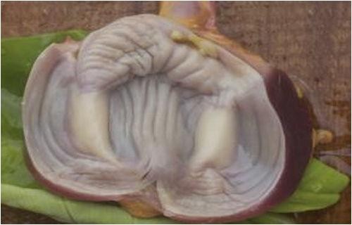 “Màng mề gà” bổ hơn đông trùng hạ thảo ảnh 3