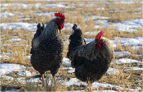 “Màng mề gà” bổ hơn đông trùng hạ thảo ảnh 4