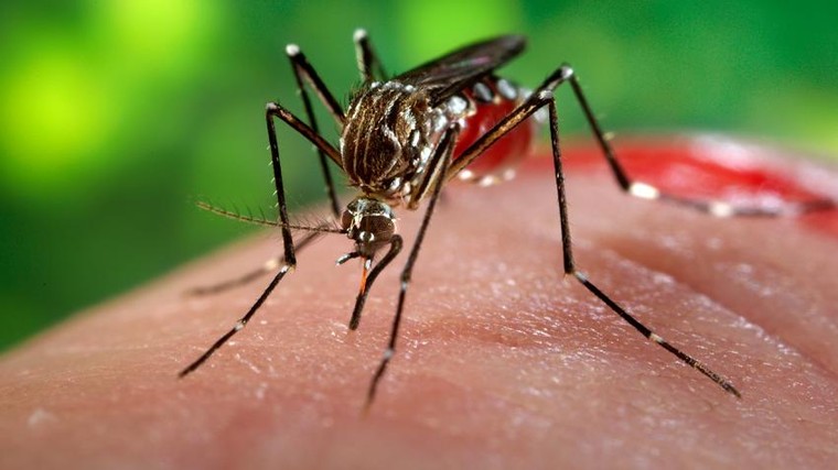 Ngoài muỗi đốt, virus Zika còn lây nhiễm qua đường nào? ảnh 1