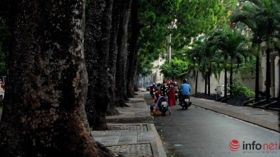 TP.HCM: Quyết định đốn hạ 300 cây xanh trên đường Tôn Đức Thắng ảnh 2