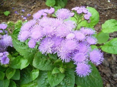 Tổng hợp những bài thuốc nam chữa viêm xoang hiệu quả ảnh 2