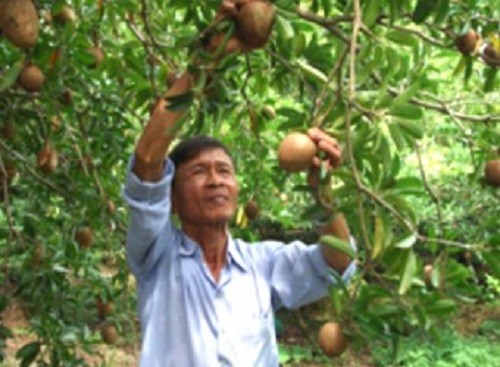 Ngon 'quắn lưỡi' hồng xiêm Xuân Đỉnh ảnh 2