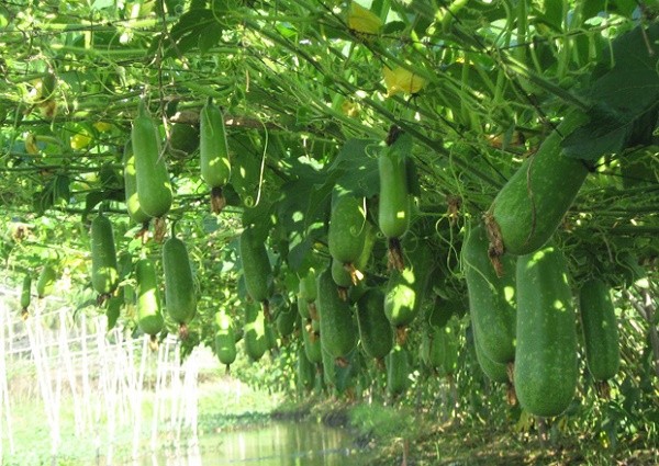 Công dụng tuyệt vời từ trái bí đao bạn nên biết ảnh 1