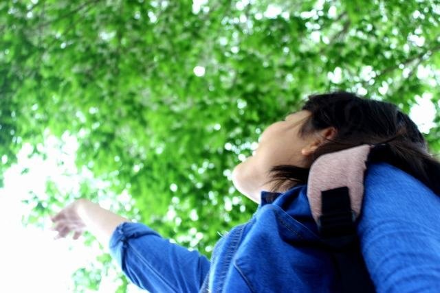 Hoa sưa, hoa ban nở trắng trời Hà Nội ảnh 10