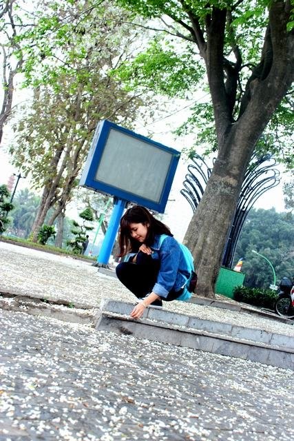 Hoa sưa, hoa ban nở trắng trời Hà Nội ảnh 11