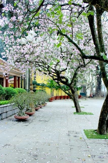 Hoa sưa, hoa ban nở trắng trời Hà Nội ảnh 2