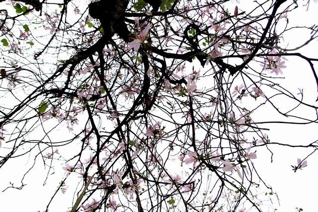 Hoa sưa, hoa ban nở trắng trời Hà Nội ảnh 4