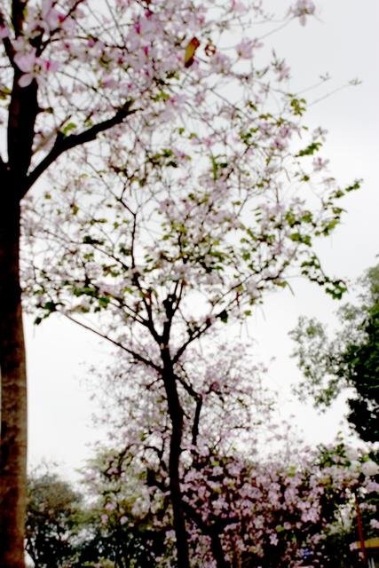 Hoa sưa, hoa ban nở trắng trời Hà Nội ảnh 5