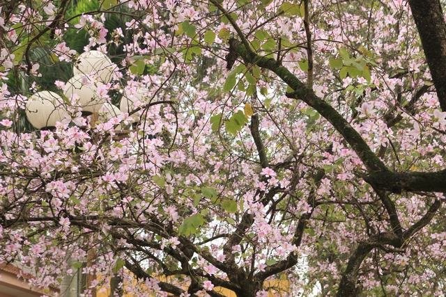 Hoa sưa, hoa ban nở trắng trời Hà Nội ảnh 3