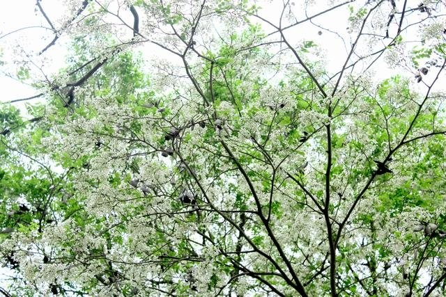 Hoa sưa, hoa ban nở trắng trời Hà Nội ảnh 9