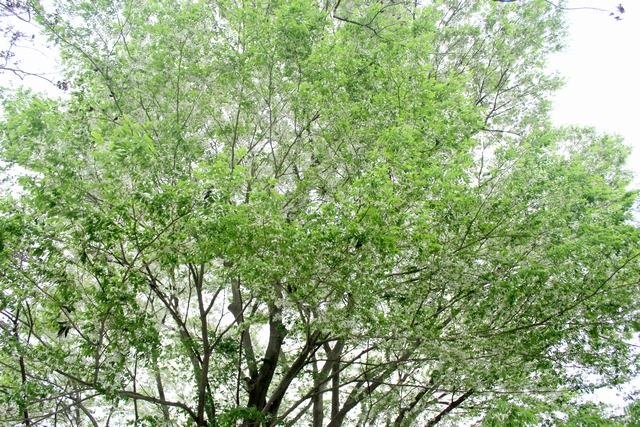 Hoa sưa, hoa ban nở trắng trời Hà Nội ảnh 8