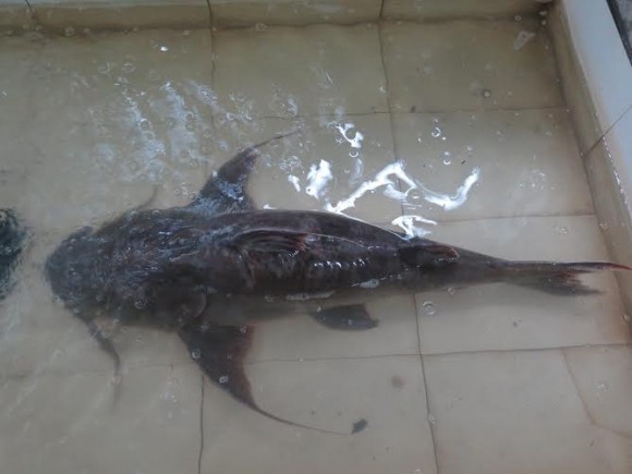 Đại gia chơi trội chi 70 triệu mua một con cá chiên về… đãi khách ảnh 1